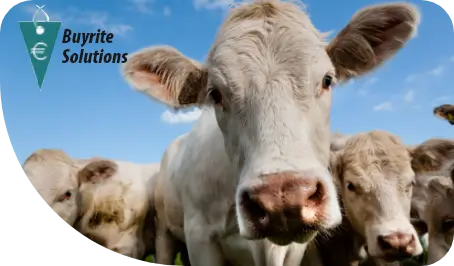 Buyrite solutions logo on background of cows