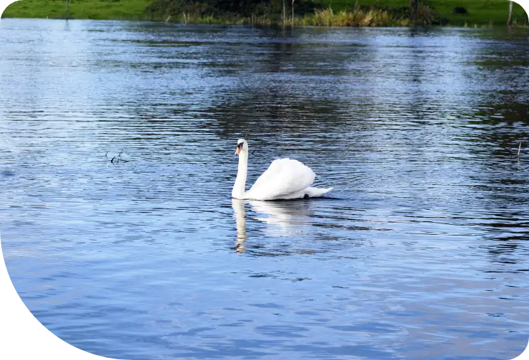 A swan on a river in Ireland